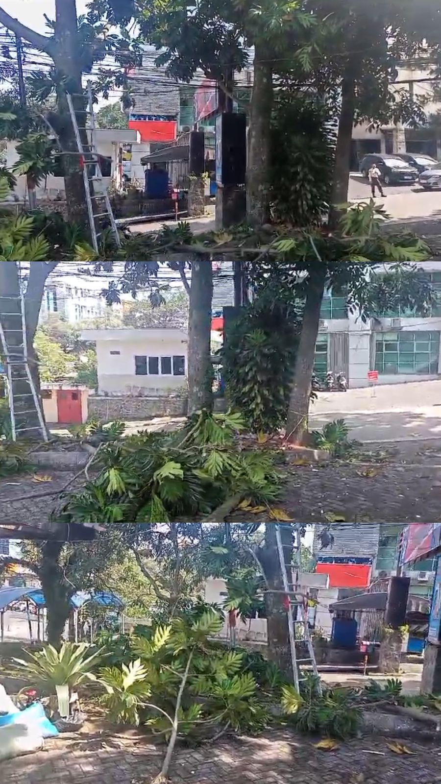 Penebangan Pohon Sukun Area Setrasari Mall